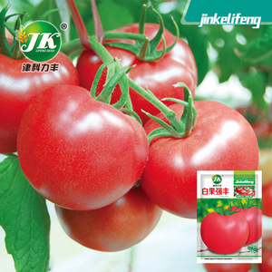 白果强丰番茄种子老品种大红果沙瓤西红柿种籽水果蔬菜种孑菜籽种