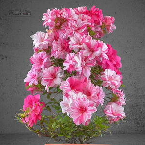 唐狮子牡丹皋月杜鹃花绢之舞沙浪耐寒热好养活室内外稀有品种多色