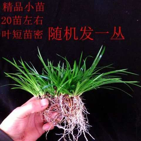 21新品植物吸水菖蒲奇花异草卷柏盆景石鱼缸假山造景专用水培微景