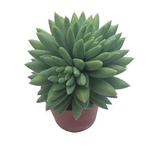 新品g多大棚直销千n佛手手肉植物清仓新电脑佛手掌红手指花卉老桩