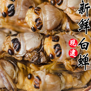 白蝉知了猴金蝉新鲜2022白知了野生活的爬叉猴子蝉蛹嫩知了鲜活婵