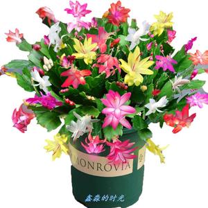 四季蟹爪兰老汉嫁接兰花绿植叶仙七彩好养蟹爪莲花盆八爪家用