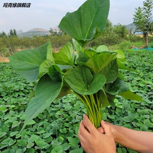 红薯叶新鲜带杆蔬菜地瓜叶番薯秧藤杆种植苗现摘嫩尖3斤农家自种