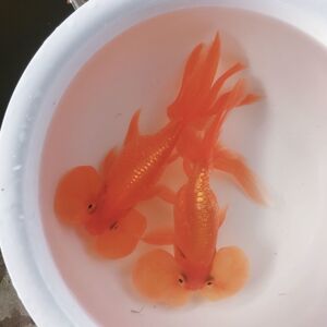 水泡眼金鱼锦鱼活鱼鱼儿小金鱼易养耐活家养好养大眼观赏鱼宠物