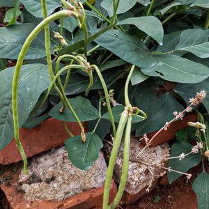中蔬种业无架豆苗豆角种籽四季地爬豇豆不搭架子阳台蔬菜苗秧种孑