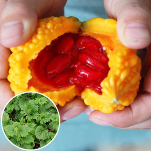 中蔬种业小癞瓜苗金铃子赖葡萄种籽四季水果苦瓜幼苗蔬菜孑癞秧苗