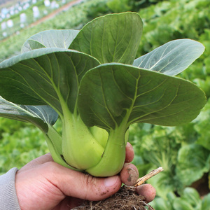 中蔬种业青梗小白菜菜种子矮脚型上海青蔬菜籽农科院大头青菜种孑