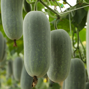 中蔬种业绿春小冬瓜苗种籽子孑新鲜迷你东瓜早熟四季蔬菜幼苗秧