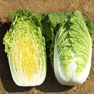 中蔬种业小白菜娃娃菜种籽高山农科院早熟耐寒蔬莱菜种子孑