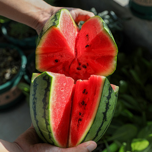 中蔬种业 早春红玉西瓜种子籽南方礼品小西瓜高产四季春季山东