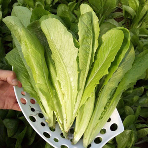 中蔬种业 孔雀菜莱种籽子仔沙拉生菜耐寒秋冬季速生阳台青菜盆栽