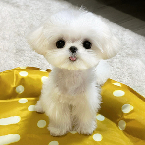 马尔济斯犬幼犬家养小型犬赛级双血统公主犬不掉毛约克夏幼犬狗狗
