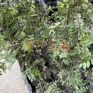 云南清香木 紫油木树苗 w净化空气绿植植物防辐射盆景盆栽