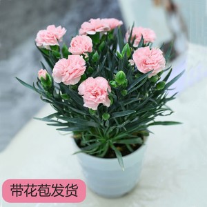 石竹康乃馨