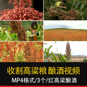 红高粱成熟高清素材酿酒白酒文化茅台美酒河收割高粱粮食视频素材