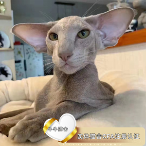 东方短毛猫飞机耳大耳朵低耳位虎斑白色黑色贵族猫纯血统活体猫舍