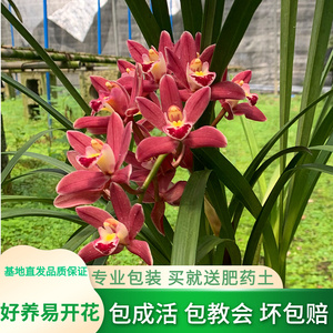 兰花苗红花浓香红双喜红将军未带花建兰兰花盆栽阳台室内花卉绿植