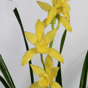 金边兰花苗神童冠矮种浓香型兰草四季建兰花卉绿植物室内桌面盆栽