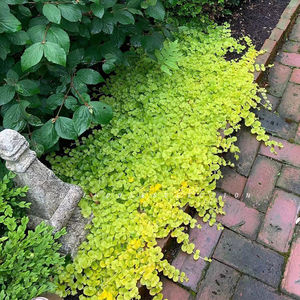 喜阴植物室外春天种植抗寒耐冻花卉大全室外庭院不用晒太阳的绿植