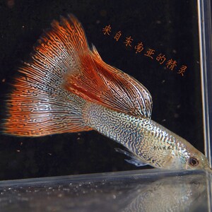新品红蕾丝白子孔雀鱼台湾u血红泰系细纹鱼精品活体观赏鱼热凤路