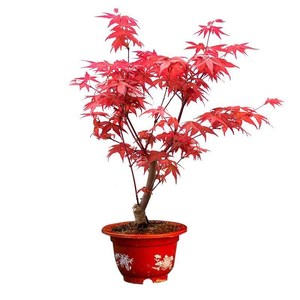 日本红枫盆景矮化