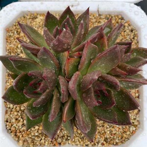 c59从前慢花园直n播【骑士】昆明多肉植物植 多肉满88包邮