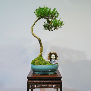 掌上小型黄杨盆景真树四季常青茶几办公桌绿植盆栽耐活易养