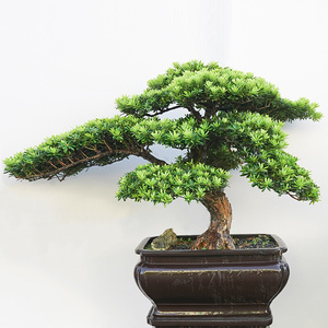 雀舌罗汉松盆景小叶紫檀真树真柏老桩黄杨室内别墅庭院迎客松造型