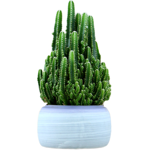 万重山办公室仙人掌组合仙人球带盆栽好多肉非s常容易绿植防辐射