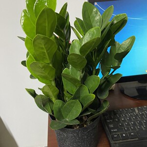 圆叶金钱树盆栽绿植室内大绿植钱串子招财客厅四季常青发财树盆景