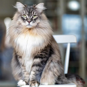 西伯利亚森林猫涅瓦色幼猫挪威西森猫宠物长毛猫不过敏猫虎斑缅因