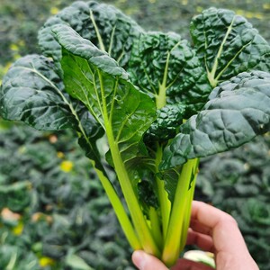 湖北随州泡泡青菜