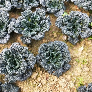 随州泡泡青 湖北特产泡泡菜 农家自种新鲜蔬菜 黑白菜5斤泡泡青菜