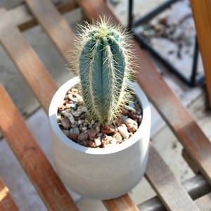 量天尺仙人柱实生