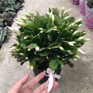 蟹爪兰盆栽白色蟹爪兰苗白色白玛丽观花植物室内花卉包邮