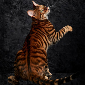 玩具虎猫纯种琥珀色棕色黑色条纹美国纯血统贵族猫咪大型宠物活体
