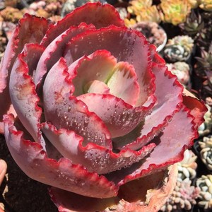 蓝色妖姬又叫法国皇后q老桩多肉植物包菜三仙之一脱土发货云南