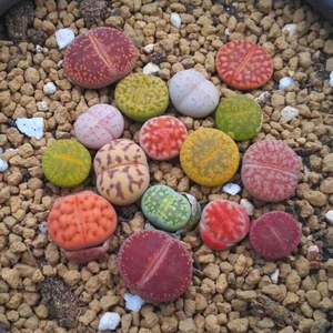 20沙漏经营部淘宝盆栽玉屁股花生石花l多q肉花苑秋季植物弦c3m