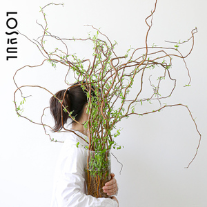 鲜切龙柳大型水培植物好养鲜枝四季好养室内水养生活绿植树枝装饰