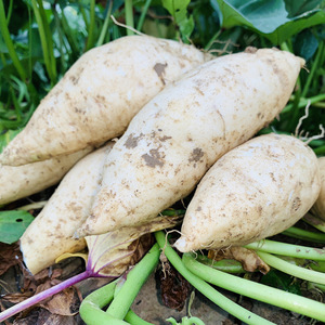 白皮白心的红薯