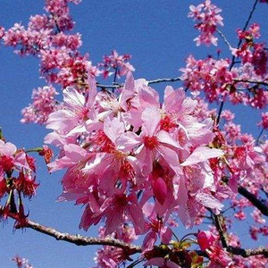 新款绿苗苗木樱花树化樱花苗日本樱花嫁接早樱晚庭樱院樱花苗染.