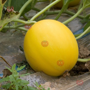 黄金瓜新鲜水果甜瓜香瓜陕西阎良农产品脆甜黄色蜜瓜7斤头茬大果