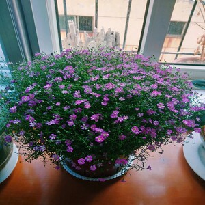 北方花种室内