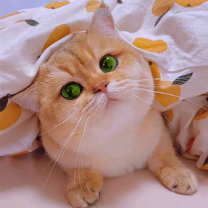 幼猫活体银渐层宠物猫纯种ny12色矮脚英短小型英短金渐层6人付款800