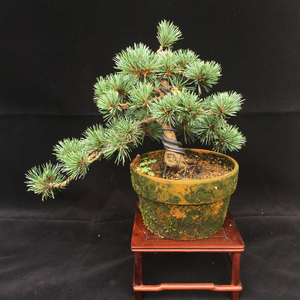 五针松盆景矮霸迎客松