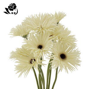 拉丝太阳花非洲菊向日葵玫瑰鲜切鲜花云南直批家庭用花插花包邮