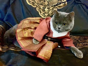 猫咪衣服猫猫汉服宠物古装布偶英短泰迪狗狗过年衣服搞怪可爱酷