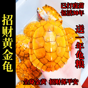 金钱龟正宗情侣