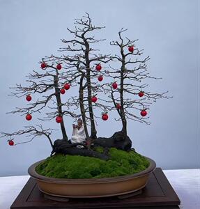 【老鸦柿盆景】老鸦柿盆景品牌,价格 - 阿里巴巴