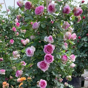 00叶西家居专营店天猫罗衣月季爬藤蔷薇花